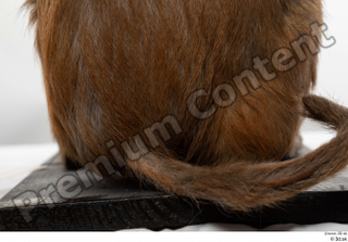 Monkey  2 tail 0002.jpg